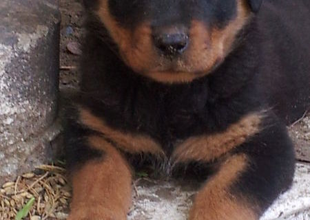 pui rottweiler