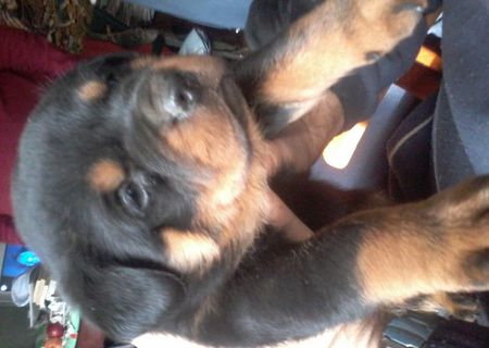 Pui Rottweiler