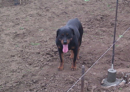 pui rotweiler
