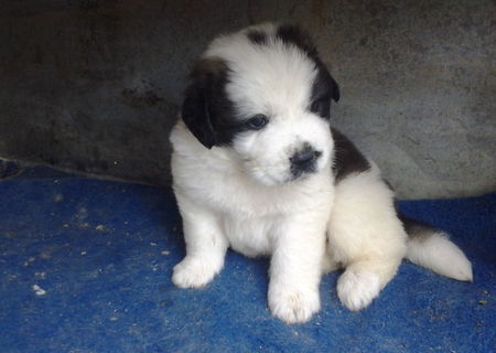 pui saint bernard