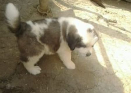 pui saint bernard