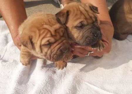 Pui shar-pei