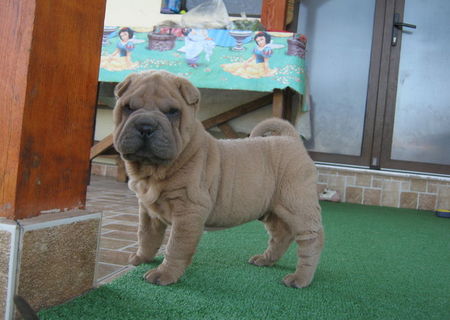 pui shar-pei, 2 masculi si 4 femele pui shar-pei, 2 masculi si 4 femele