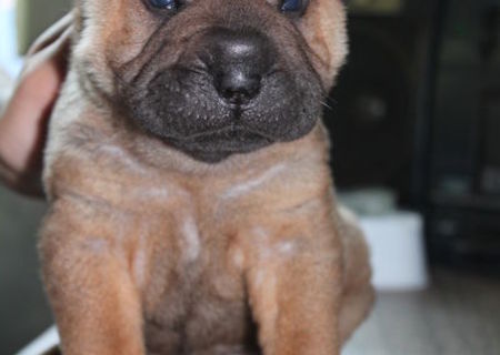 PUI  SHAR PEI