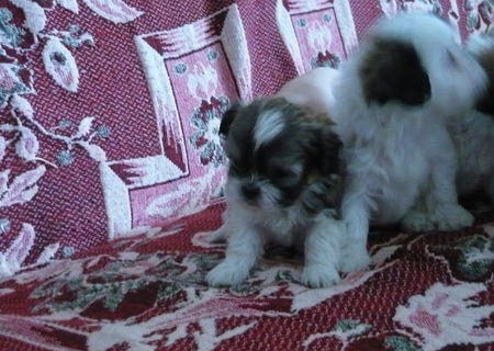 Pui Shi-Tzu