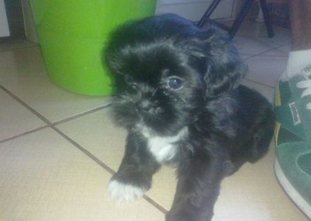 pui shih-tzu