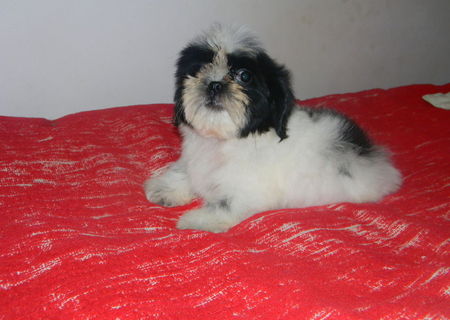 pui shih-tzu