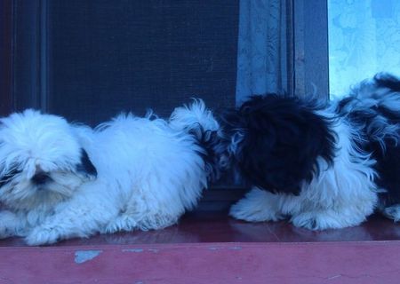 Pui shih-tzu