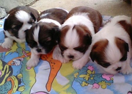 Pui Shih Tzu