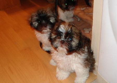 Pui Shih-tzu