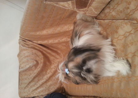 Pui shih-tzu