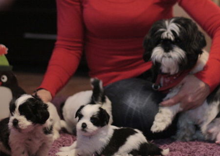 Pui SHIH TZU DE VANZARE!!!