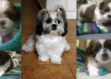 pui shihtzu pui shihtzu