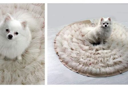 pui spitz pitic (pomeranian) pui spitz pitic (pomeranian)