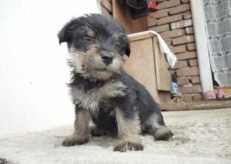 Pui westie si terrier