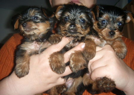 Pui Yorkie Terrier