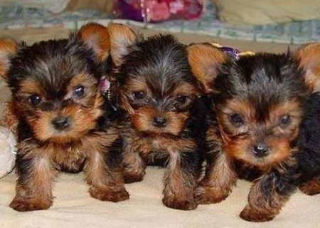 pui yorkshire terrier pui yorkshire terrier