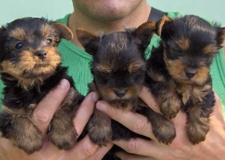 pui yorkshire terrier