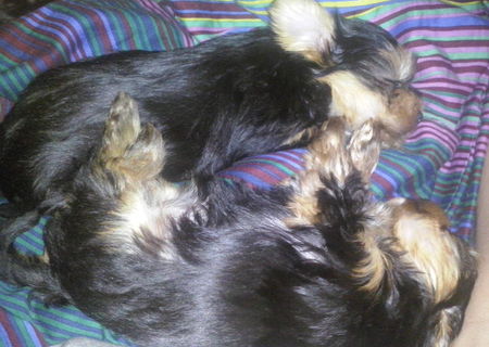 Pui Yorkshire Terrier