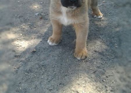 puii boxer german