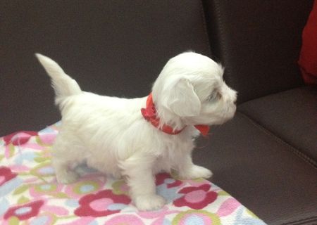 Puii de bichon maltese