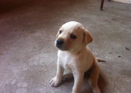 Puii Labrador!!