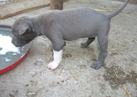 puii pitbull blue