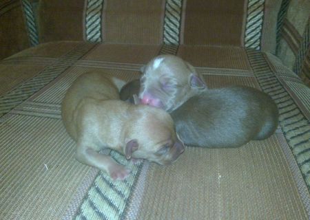 Puii Pitbull RedNose