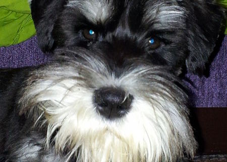 Puiut (mascul) Schnauzer pitic