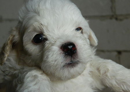 Puiuti bichon maltese