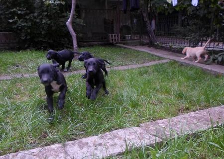 Puiuti de labrador metis
