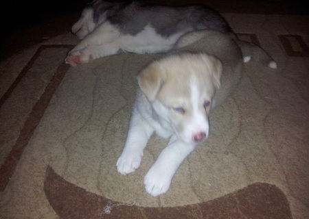 puiuti husky