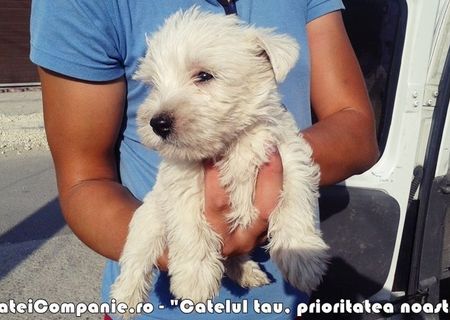 Puiuti rasa Westie de vanzare Puiuti rasa Westie de vanzare