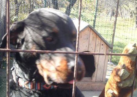 puiuti rottweiler puiuti rottweiler