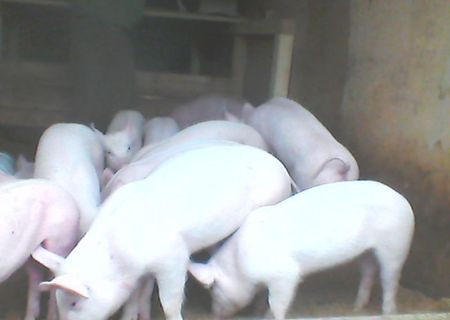 Purcei de carne