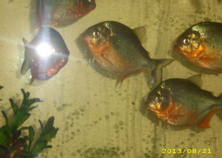 PYOCENTRUS NATTERERI PYOCENTRUS NATTERERI