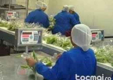 recrutez muncitori necalificati recrutez muncitori necalificati