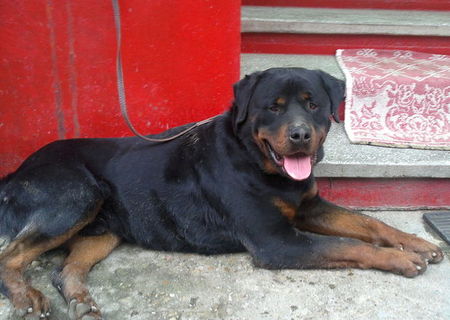rottweiler