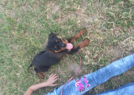 Rottweiler 3 luni carnet de sanatate,microcip acte de provinienta