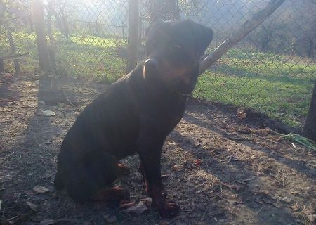 Rottweiler.