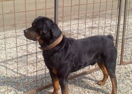 rottweiler de vanzare