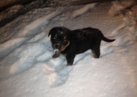 Rottweiler de vanzare