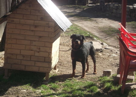 rottweiler de vanzare,varsta 1 si 6 luni.