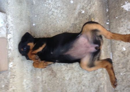 rottweiler fetita