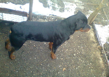 Rottweiler mascul