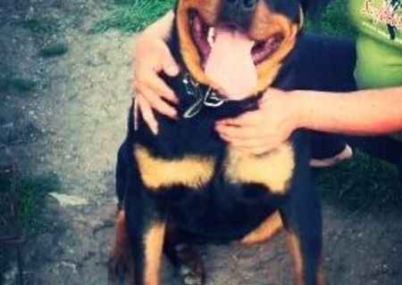 Rottweiler pentru monta Rottweiler pentru monta