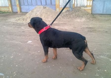 Rottweiler pentru monta