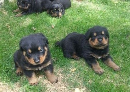 rottweiler vaccinati si deparazitati rottweiler vaccinati si deparazitati