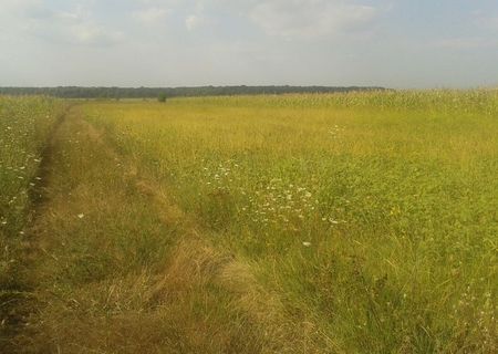 Sabareni - Giurgiu , Loc de casa. Zona minunata. Padurea aproape.