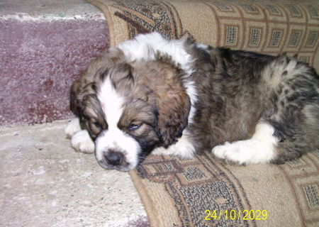 saint bernard